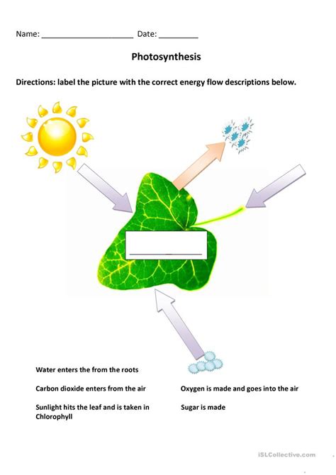 8 Best Images Of Photosynthesis Diagram Worksheet Photosynthesis And ...