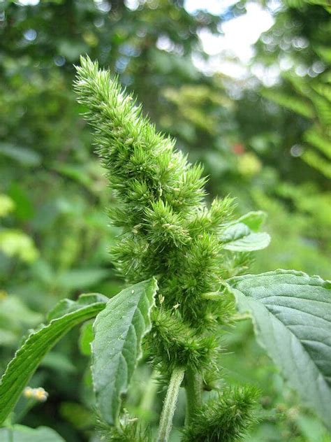 Redroot Pigweed, a Humble and Underrated Wild Edible - Eat The Planet