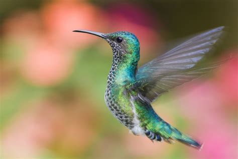 Images: Beautiful Hummingbirds of the World | Live Science