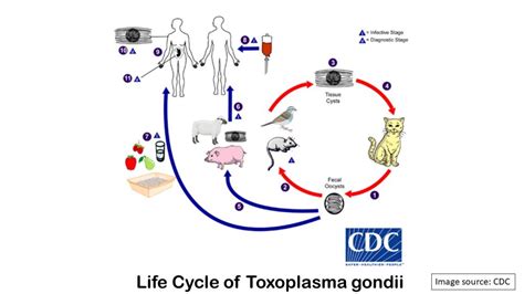 Toxoplasma Gondii Stages