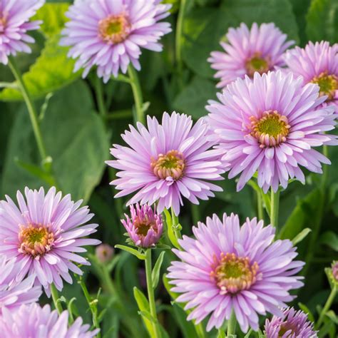 Szkółka Bylin Dobrepole - Aster alpinus "X Pink" - aster alpejski