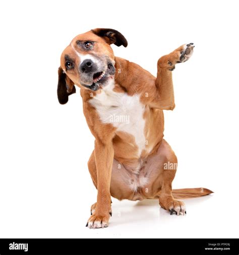 Dog lifting his leg hi-res stock photography and images - Alamy