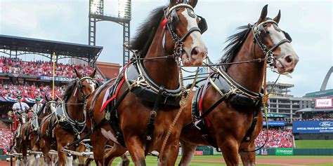 Cardinals Anheuser-Busch Clydesdales history