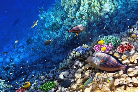 Snorkeling Tour From Roatan Island, Honduras: Triphobo