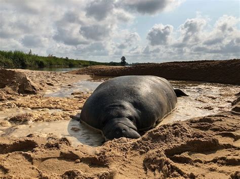 Stranded Manatee Rescued and Released With Help From a Bulldozer in ...