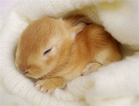 Cute bunny pictures that will make you say aww (30 pics) | Amazing ...