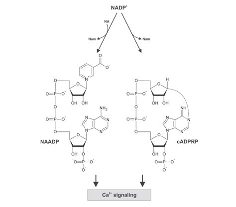 Signaling by NADP + derivatives. NADP + can be transformed into... | Download Scientific Diagram