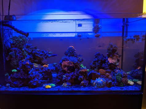 Build Thread - Andre's Red Sea Reefer Peninsula 500 | Page 2 | Reef2Reef