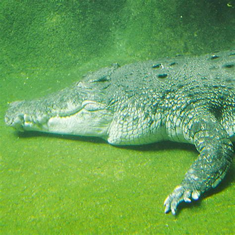 Estuarine Crocodile - Singapore Zoo