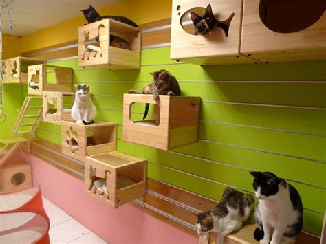 Casas e apartamentos adaptados para gatos - lazer e segurança Nesta ...