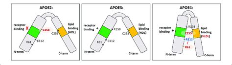 ApoE4.Info Wiki