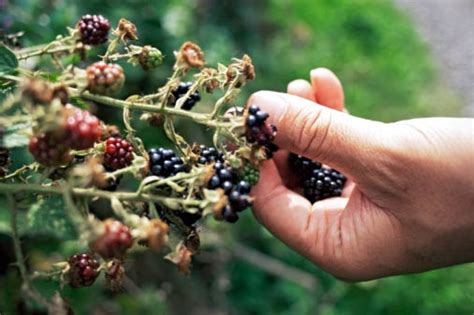 Blackberry Picking