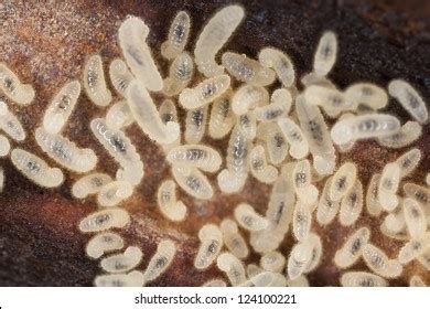 Ant Larvae Images, Stock Photos & Vectors | Shutterstock