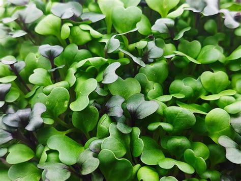 Premium Photo | Micro green leaves