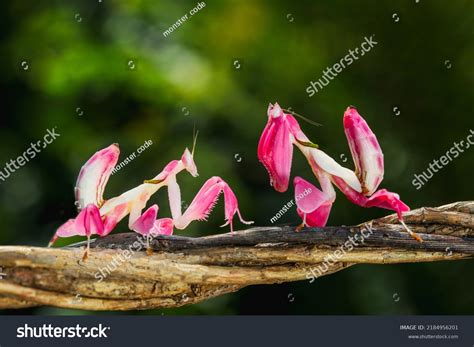 537 Orchid mantis camouflage Images, Stock Photos & Vectors | Shutterstock