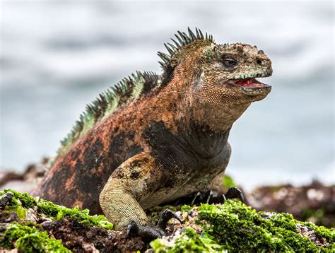 11 Unique Animals You Have To See In The Galapagos Islands, Ecuador - Hand Luggage Only - Travel ...