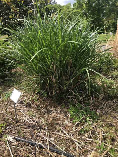 Pruning Ornamental Grasses | Gardening in the Panhandle