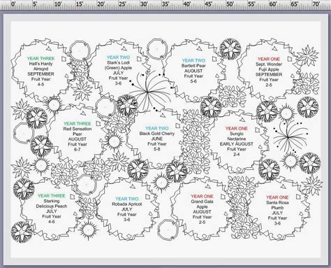 Layout Fruit Tree Orchard Design