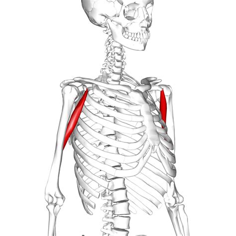 Coracobrachialis: coracoid process of scapula (origin) medial third ...