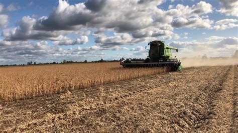 Harvesting beans - YouTube