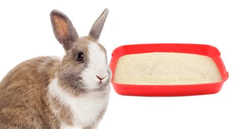 Rabbit Litter Box - Choosing and Using A Bunny Litter Tray