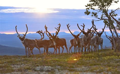 Renar på fjället | Vemdalen.se