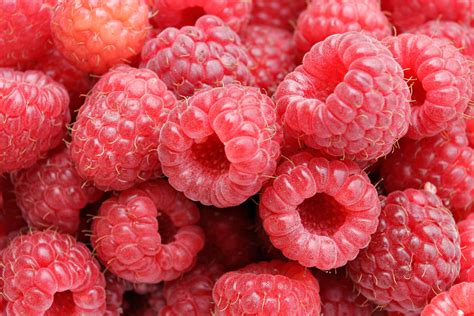 File:Raspberries05.jpg - Wikimedia Commons