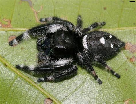 Phidippus Regius - Regal Jumping Spider - USA Spiders