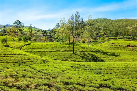 Premium Photo | Nuwara eliya tea plantation