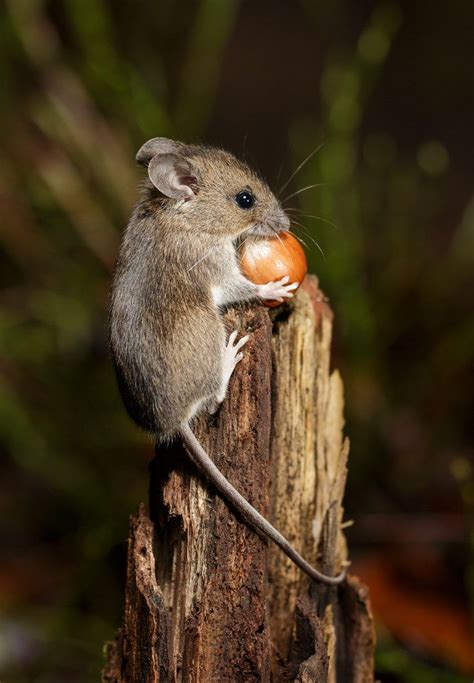 Wood Mouse Atop Stump in 2020 | Animals, Animals beautiful, Cute animals