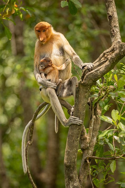 Proboscis monkey mother and baby - Francis J Taylor Photography