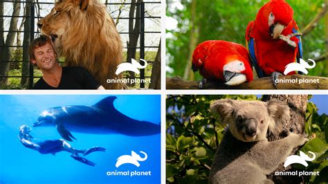 Brand New: New Logo for Animal Planet by Chermayeff & Geismar & Haviv