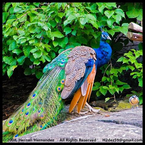 17 Best images about Peacock Farms! on Pinterest | Cape breton, Farm photo and Local farms