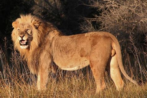 Pride Of Lions Eats Group Of Poachers Alive In South African Game Reserve