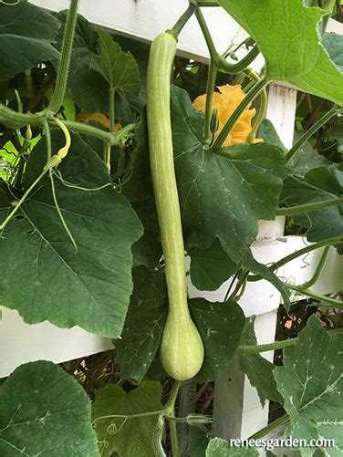 'Trombetta di Albenga' Heirloom Climbing Summer Squash | Renee's Garden Seeds