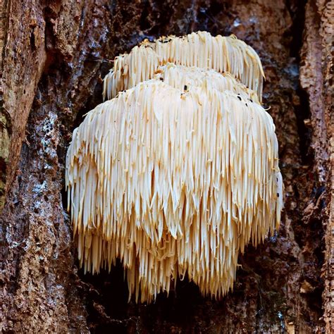 Lion's Mane - Mushroom Appreciation