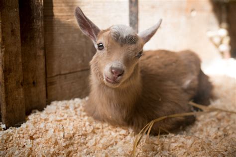 Baby Goat Relaxing | Eric Kilby | Flickr