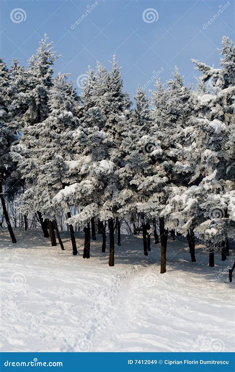 Evergreen in winter stock image. Image of cover, environment - 7412049