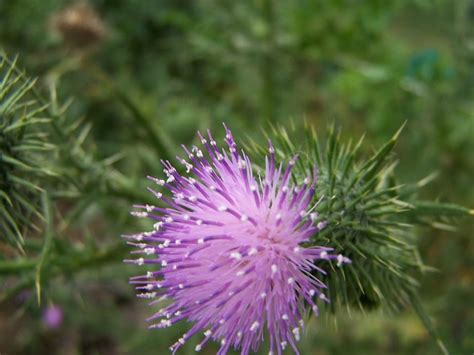 Free picture: thistle, flower