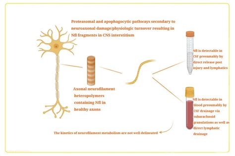 Neurofilament light chain (NfL) pathophysiology in CSF and blood ...