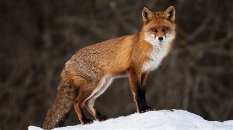 Foxes: Facts, Characteristics, Behavior, Diet, More