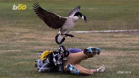 Michigan golfer gets attacked by a goose, photos go viral