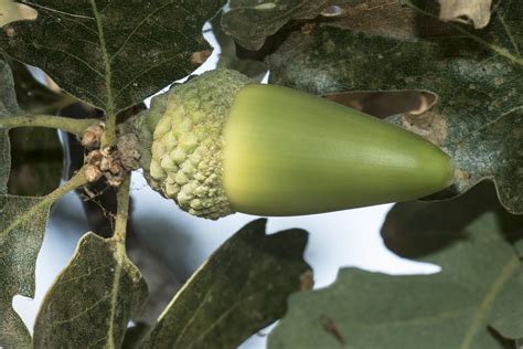 Valley Oak, Quercus lobata, Acorn | This large acorn (~1.5 "… | Flickr