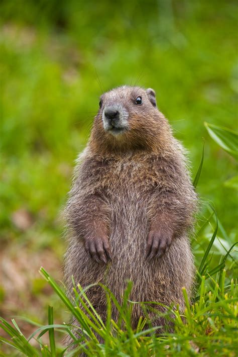 Young Olympic Marmot on Alert in Olympic National Park | Flickr