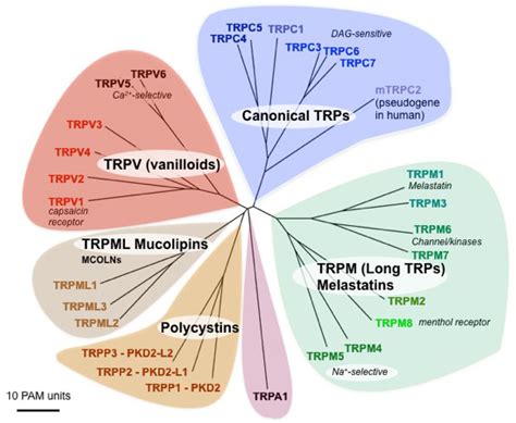 Transient Receptor Potential channels (TRP) | Introduction | BPS/IUPHAR ...