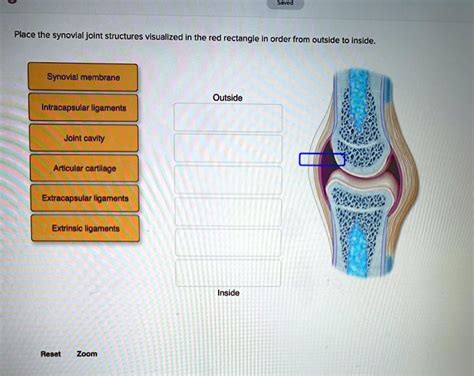 SOLVED: Place the synovial joint structures visualized the red rectangle in order from outside ...