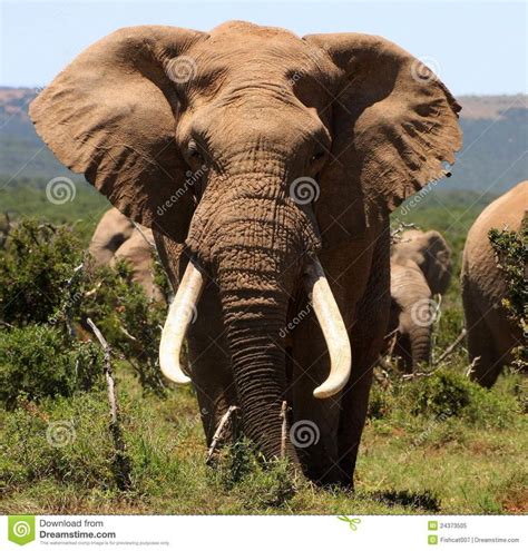 Bull Elephant, Elephant Tattoo, Elephant Images, Elephants Photos, African Elephant, Tusk ...