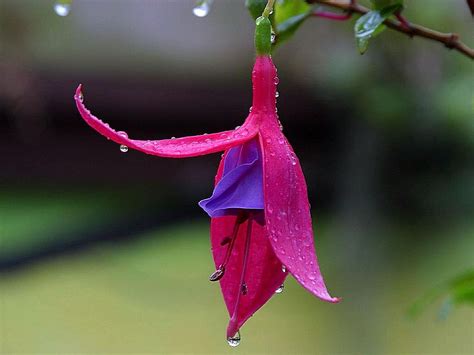 File:Red purple flower on tree.jpg - Wikimedia Commons