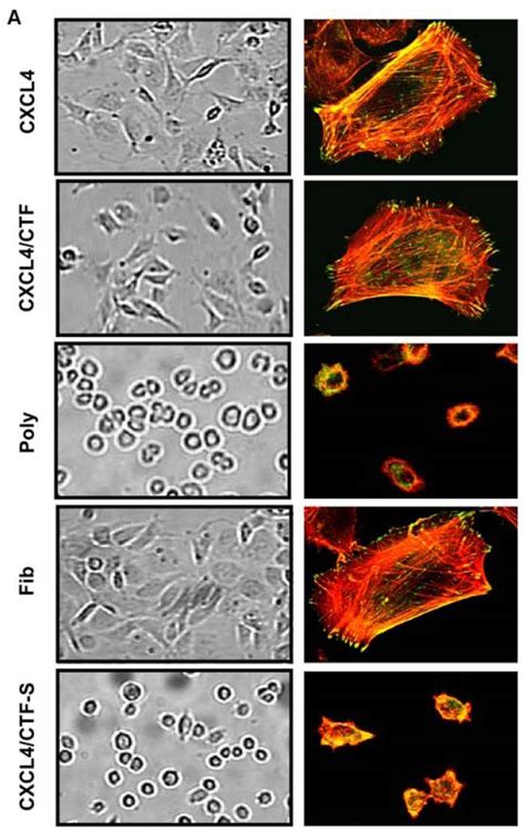 vinculin antibody | antibody review based on formal publications