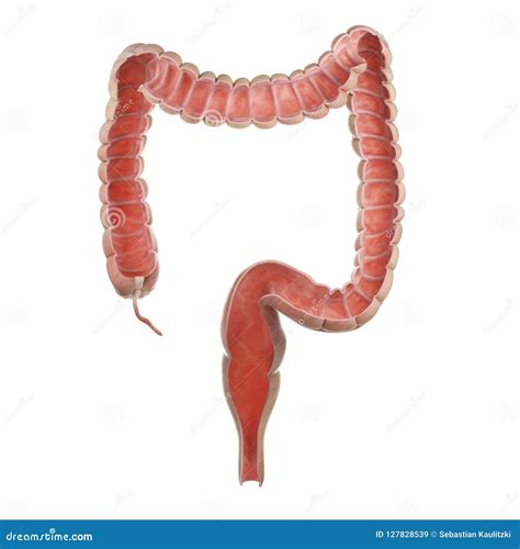 Human Colon Anatomy Royalty-Free Stock Photography | CartoonDealer.com ...